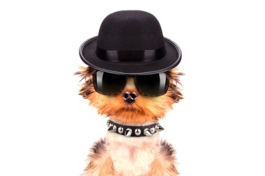 Mafia gangster olarak giyinmiş köpek