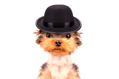 Mafia gangster olarak giyinmiş köpek