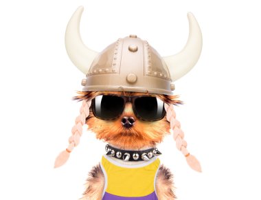 köpek kılığına girmiş bir viking gibi