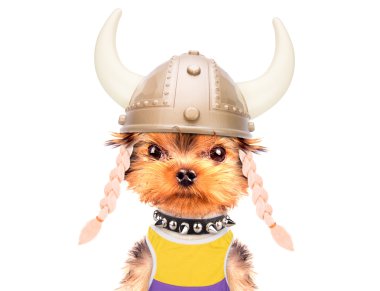 köpek kılığına girmiş bir viking gibi