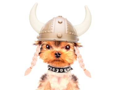 köpek kılığına girmiş bir viking gibi