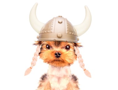 köpek kılığına girmiş bir viking gibi