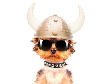 köpek kılığına girmiş bir viking gibi