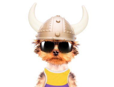 köpek kılığına girmiş bir viking gibi