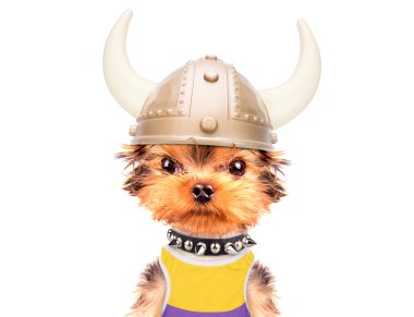 köpek kılığına girmiş bir viking gibi