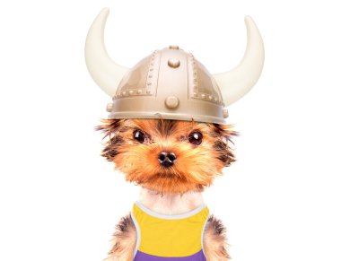 köpek kılığına girmiş bir viking gibi