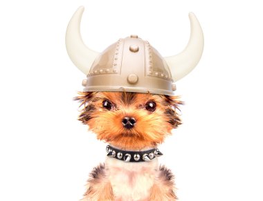 köpek kılığına girmiş bir viking gibi
