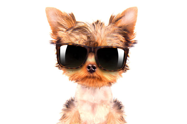 dog wearing a shades