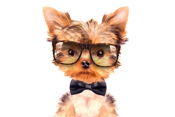 Boyun yay ve shades giyen köpek — Stok fotoğraf