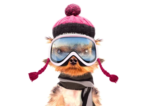 Hond verkleed als skiër — Stockfoto