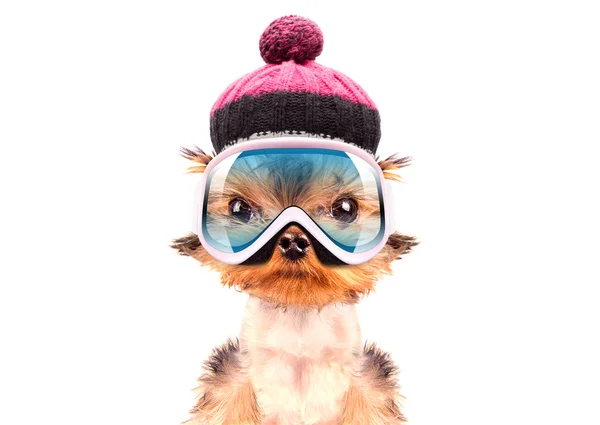 狗打扮得像滑雪者 — 图库照片