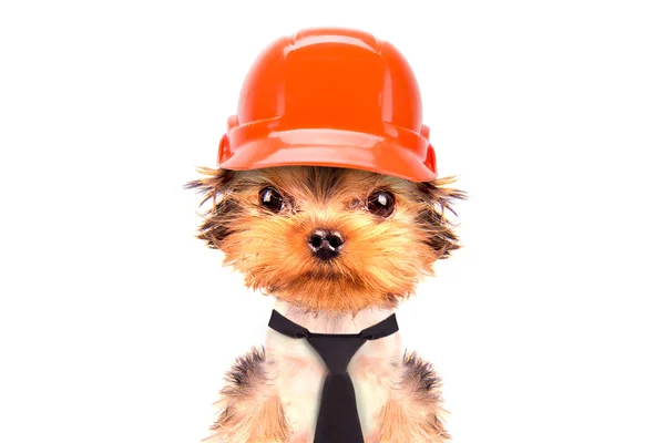 Hond gekleed als bouwer — Stockfoto
