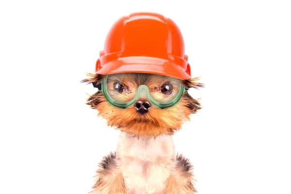 Собака в костюме строителя — стоковое фото