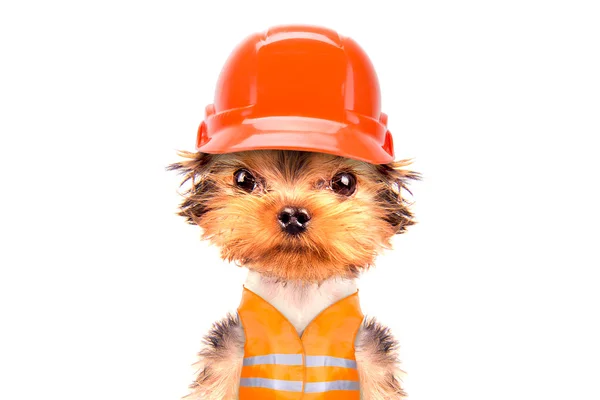 Perro vestido como constructor — Foto de Stock