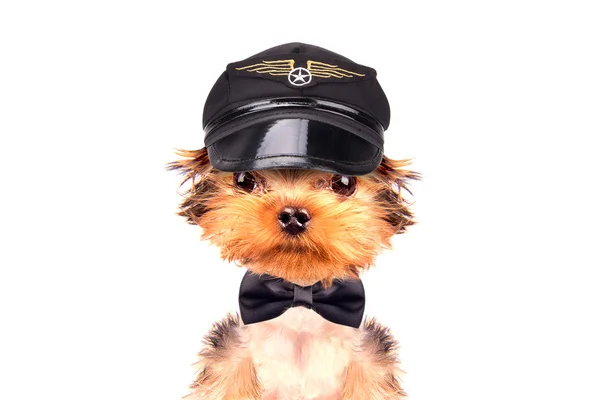 Dog  dressed as pilot — Stock Photo, Image