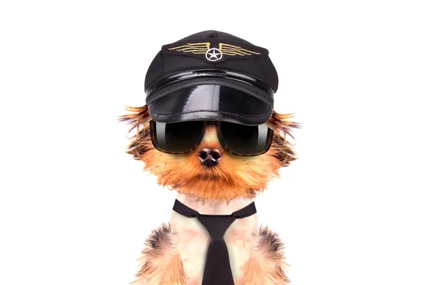 Cão vestido de piloto — Fotografia de Stock