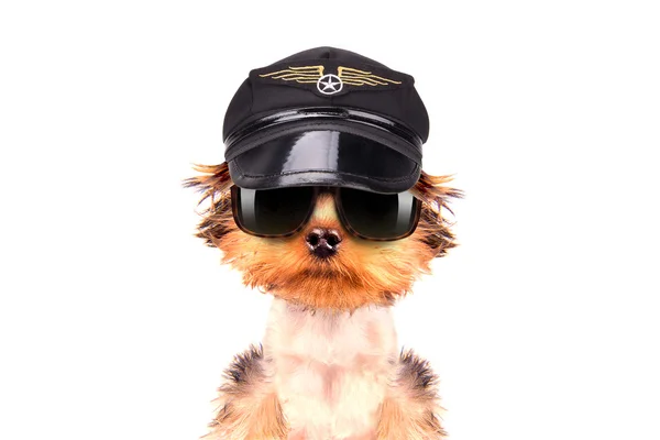 Dog  dressed as pilot — Stock Photo, Image