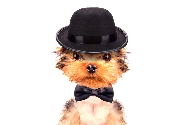 Perro vestido como mafia gangster —  Fotos de Stock