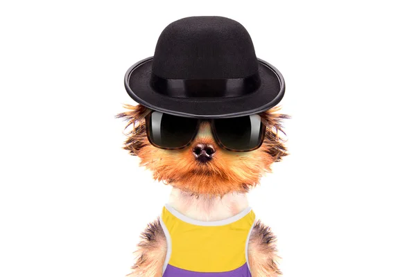 Dog dressed as mafia gangster — Stock Photo, Image