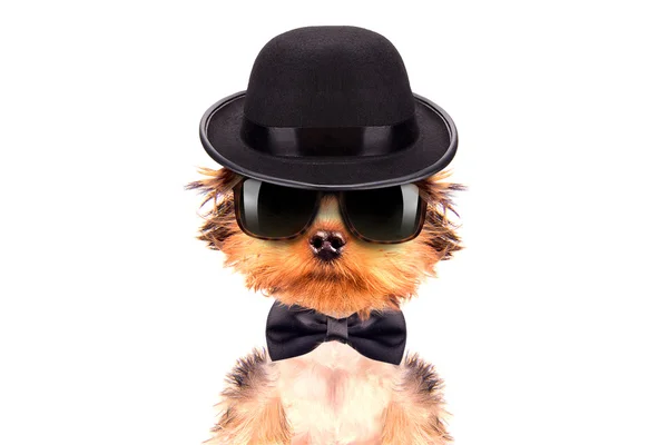 Dog dressed as mafia gangster — Stock Photo, Image