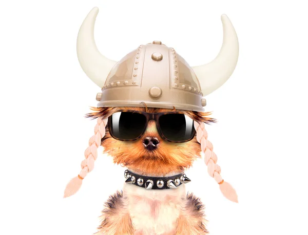 Hund utklädd som en viking — Stockfoto