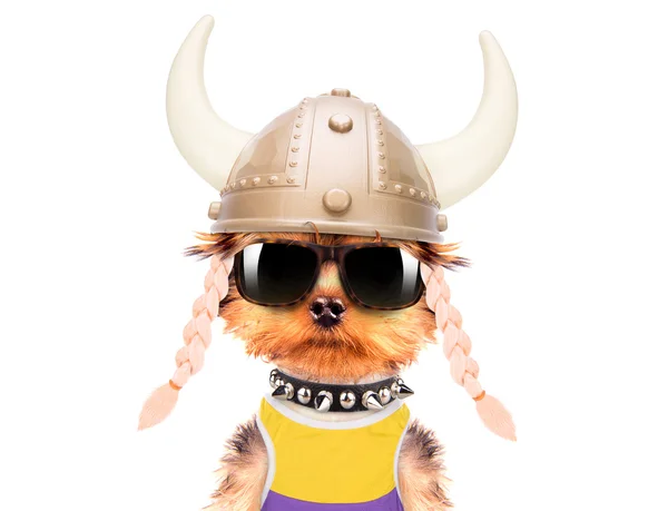 Pes oblečená jako viking — Stock fotografie