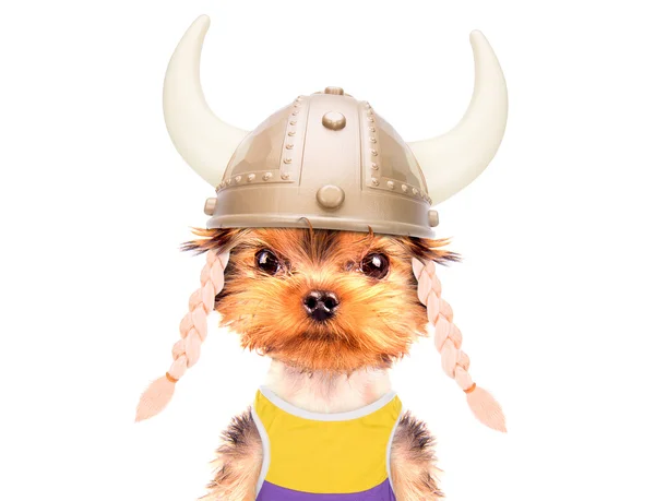 Dog dressed up as a viking — Stock Photo, Image