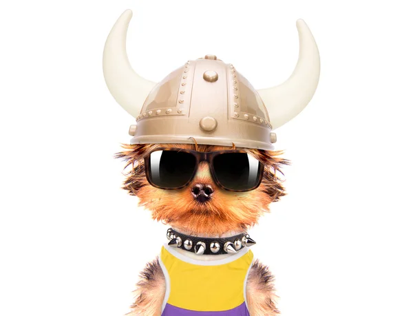 Dog dressed up as a viking — Stock Photo, Image