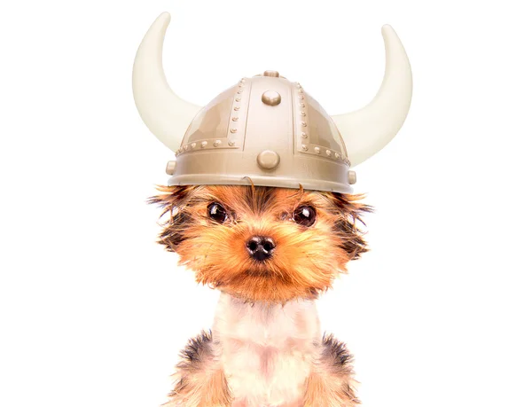 Hund utklädd som en viking — Stockfoto