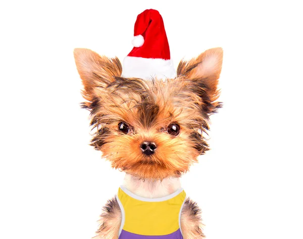 Christmas dog as santa — Stock Photo, Image