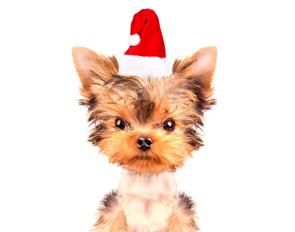 Perro de Navidad como santa — Foto de Stock