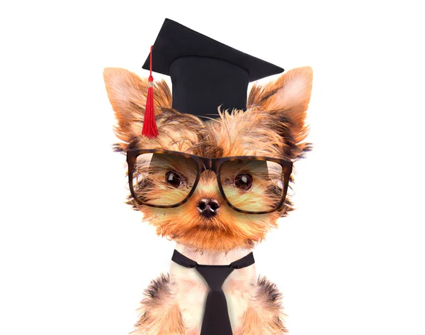 Perro graduado —  Fotos de Stock