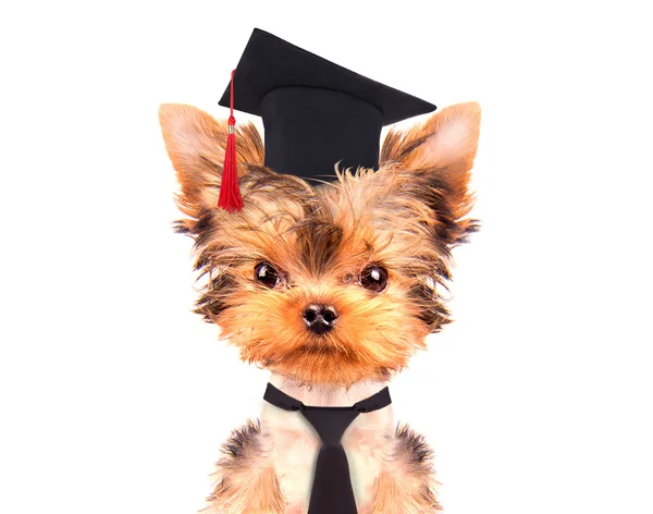 Graduated dog — Stock Photo, Image