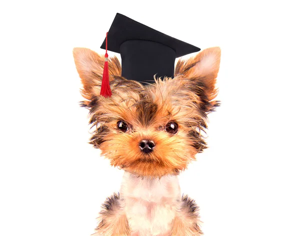 Graduated dog — Stock Photo, Image