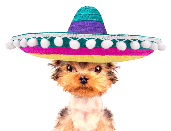 Hond het dragen van een Mexicaanse hoed — Stockfoto