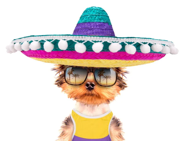 Hond het dragen van een Mexicaanse hoed — Stockfoto