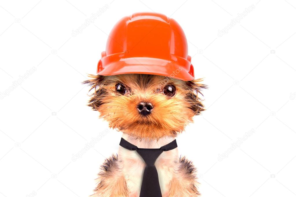 dog  dressed as builder
