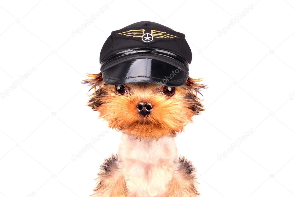 dog  dressed as pilot