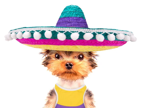 Perro usando un sombrero mexicano —  Fotos de Stock