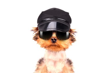 bir köpek bir şapka ve gözlük