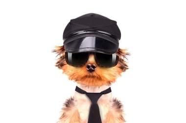 bir şapka ve gözlük kravat takan bir köpek