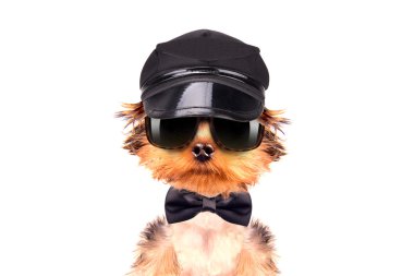 bir şapka ve gözlük boyun yay ile köpek