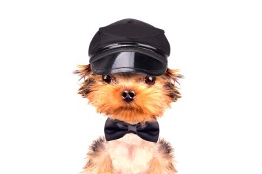 Kep ve boynuna bir yay giyen köpek