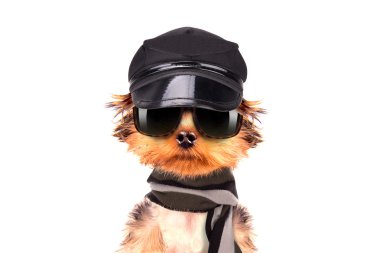 bir şapka ve gözlük eşarp ile köpek