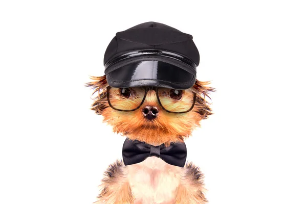 A dog wearing a cap and glasses with neck bow — Stock Photo, Image