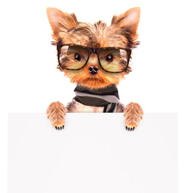 bir shades giyen köpek ve afiş ile eşarp