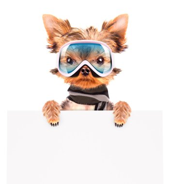 afiş kayakçı köpek kostümü