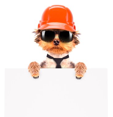 köpek ile banner builder gibi giyinmiş.