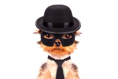 süper kahraman köpek yavrusu