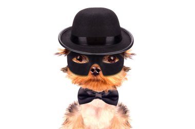 süper kahraman köpek yavrusu